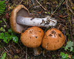 Cortinarius riederi