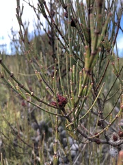 Allocasuarina paludosa