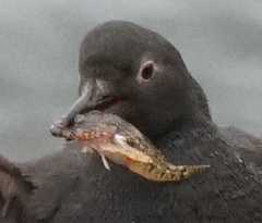 Artedius harringtoni