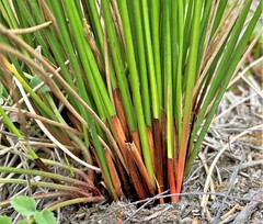Juncus laccatus