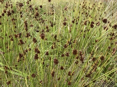 Juncus laccatus