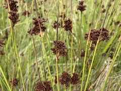 Juncus laccatus