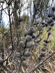 Allocasuarina paludosa