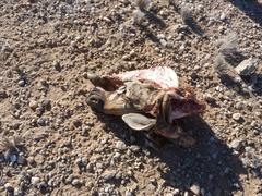 Equus zebra hartmannae