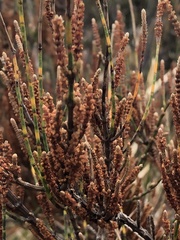 Allocasuarina paludosa