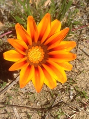 Gazania linearis
