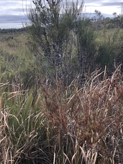 Allocasuarina paludosa