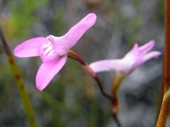 Disa inflexa
