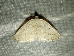 Lomographa glomeraria