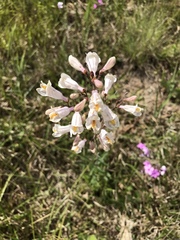 Penstemon australis