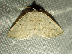 Lomographa glomeraria