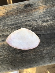 Megangulus zyonoensis