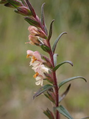 Odontites jaubertianus