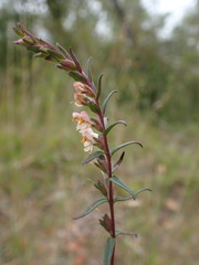 Odontites jaubertianus