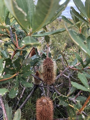 Banksia paludosa