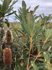 Banksia paludosa