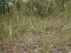 Odontites jaubertianus