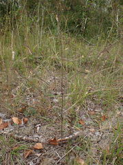 Odontites jaubertianus