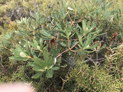 Banksia paludosa