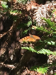 Polygonia satyrus