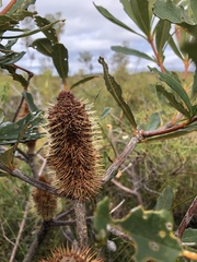 Banksia paludosa