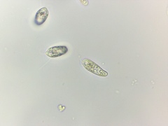 Cryptista