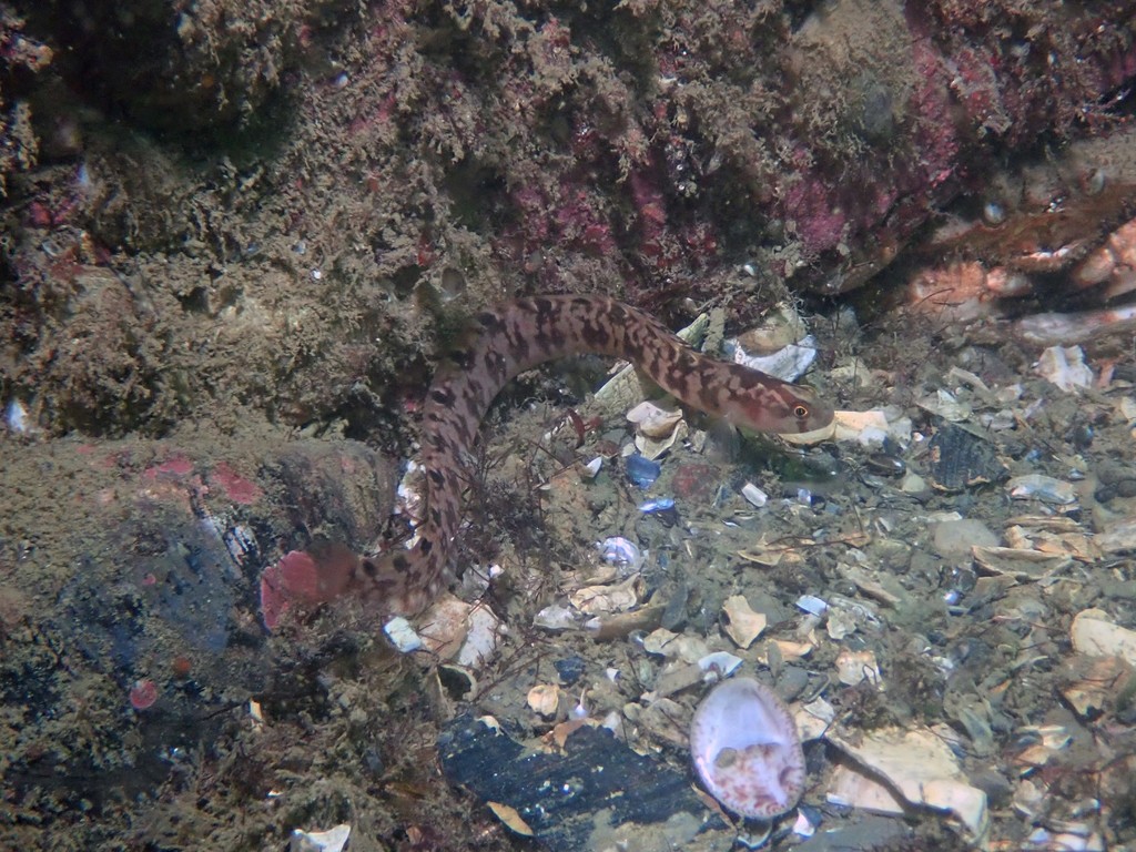Butterfish (Pholis gunnellus) — Pholidae