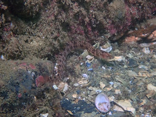 Butterfish (Pholis gunnellus) — Pholidae