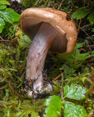 Cortinarius riederi