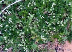 Dasispermum