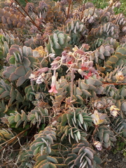 Kalanchoe fedtschenkoi