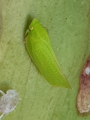 Siphanta acuta