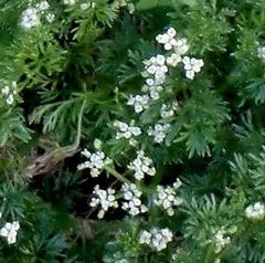 Dasispermum