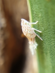 Siphanta acuta