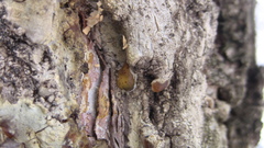 Pucciniaceae