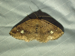 Homochlodes lactispargaria