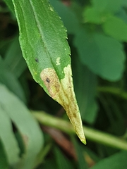 Calycomyza solidaginis