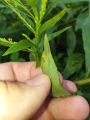 Calycomyza solidaginis