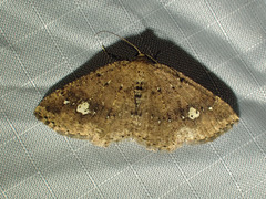 Homochlodes lactispargaria