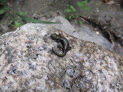 Hydromantes platycephalus