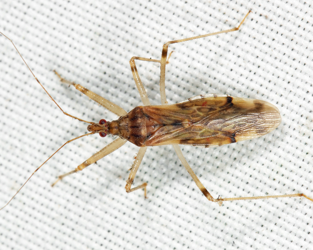 Lasiomerus