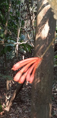 Passiflora rusbyi