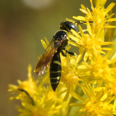 Philanthus lepidus