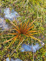 Aciphylla crenulata