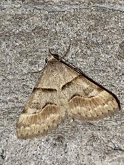 Hemeroplanis incusalis