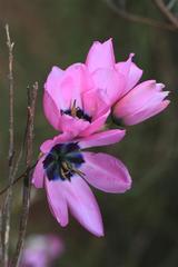 Ixia mostertii
