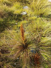 Aciphylla crenulata