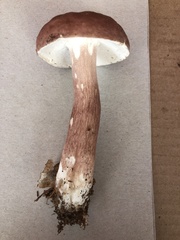 Boletus