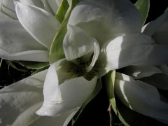 Colchicum capense ciliolatum
