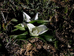 Colchicum capense ciliolatum